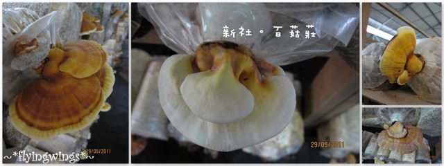 2011。05。29《食》新社。香菇大餐『百菇莊』 - 第18張圖