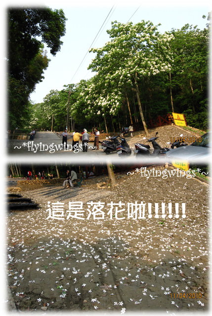 10。04。11~2010挑水古道看桐花 - 第5張圖