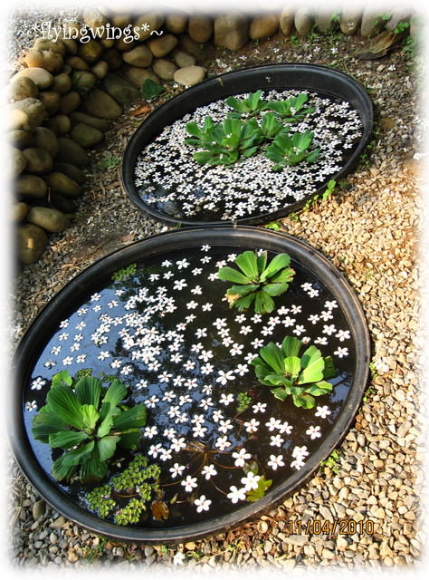 10。04。11~2010挑水古道看桐花 - 第17張圖