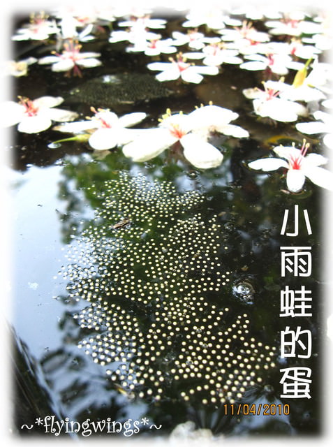 10。04。11~2010挑水古道看桐花 - 第18張圖