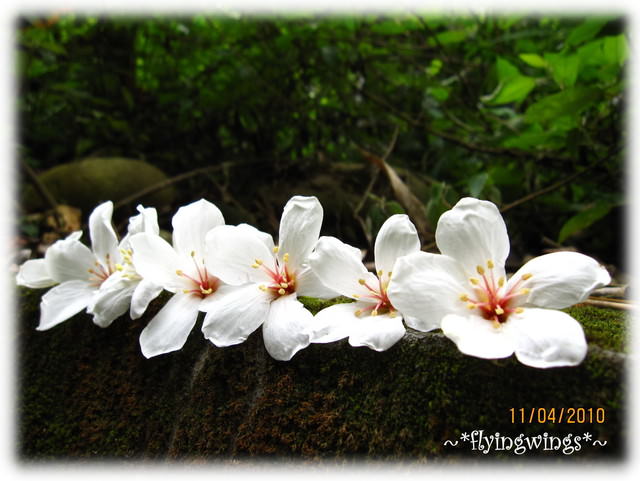 10。04。11~2010挑水古道看桐花 - 第24張圖