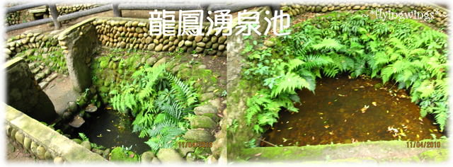10。04。11~2010挑水古道看桐花 - 第31張圖