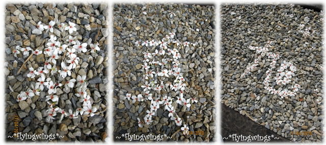 10。04。11~2010挑水古道看桐花 - 第41張圖