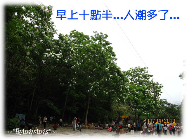 10。04。11~2010挑水古道看桐花 - 第52張圖