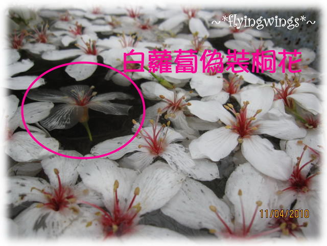 10。04。11~2010挑水古道看桐花 - 第54張圖