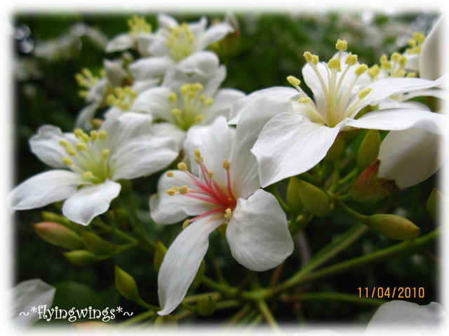 10。04。11~2010挑水古道看桐花 - 第56張圖