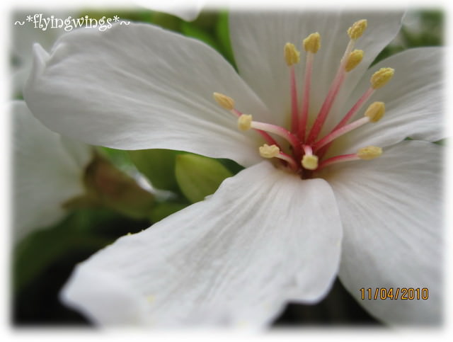 10。04。11~2010挑水古道看桐花 - 第57張圖