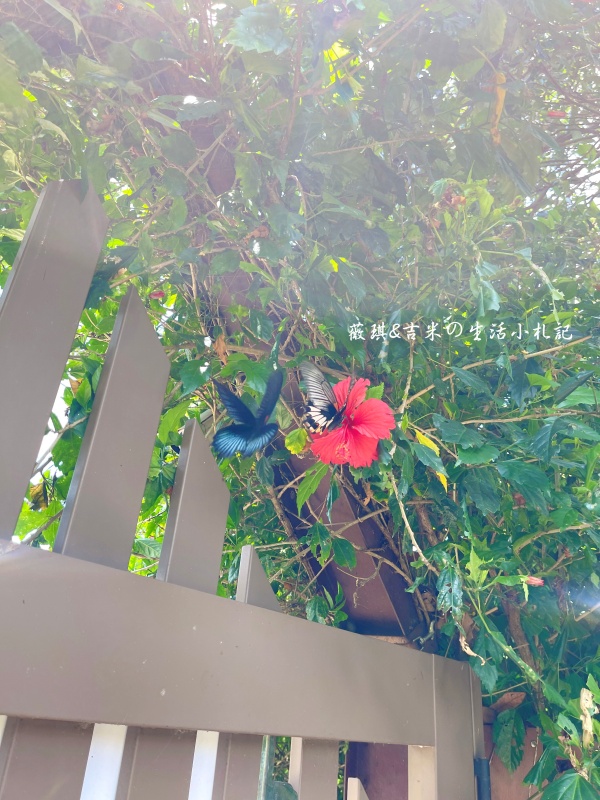 苗栗西湖┃獵犬不打獵鄉林小食光。想嚕狗勾，這邊有九隻大金毛等你來喔!