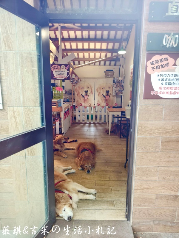 苗栗西湖┃獵犬不打獵鄉林小食光。想嚕狗勾，這邊有九隻大金毛等你來喔!