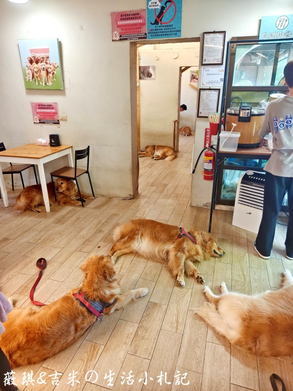 苗栗西湖┃獵犬不打獵鄉林小食光。想嚕狗勾，這邊有九隻大金毛等你來喔!