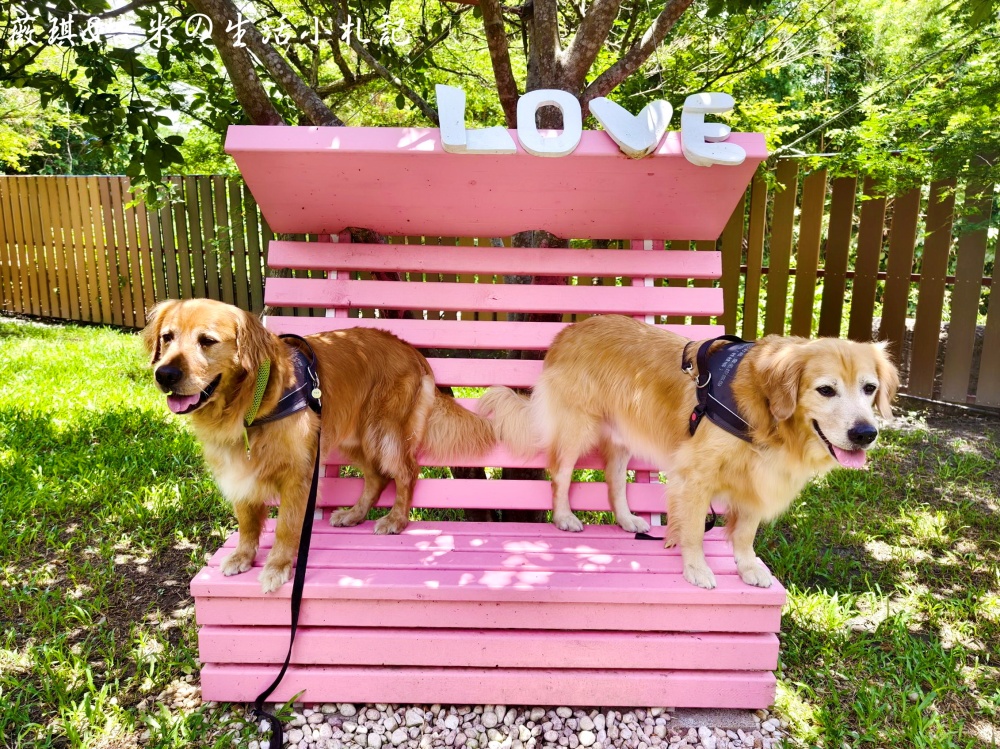 苗栗西湖┃獵犬不打獵鄉林小食光。想嚕狗勾，這邊有九隻大金毛等你來喔!