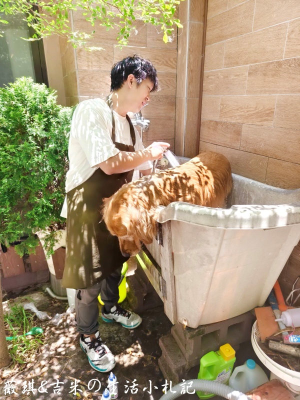 苗栗西湖┃獵犬不打獵鄉林小食光。想嚕狗勾，這邊有九隻大金毛等你來喔!