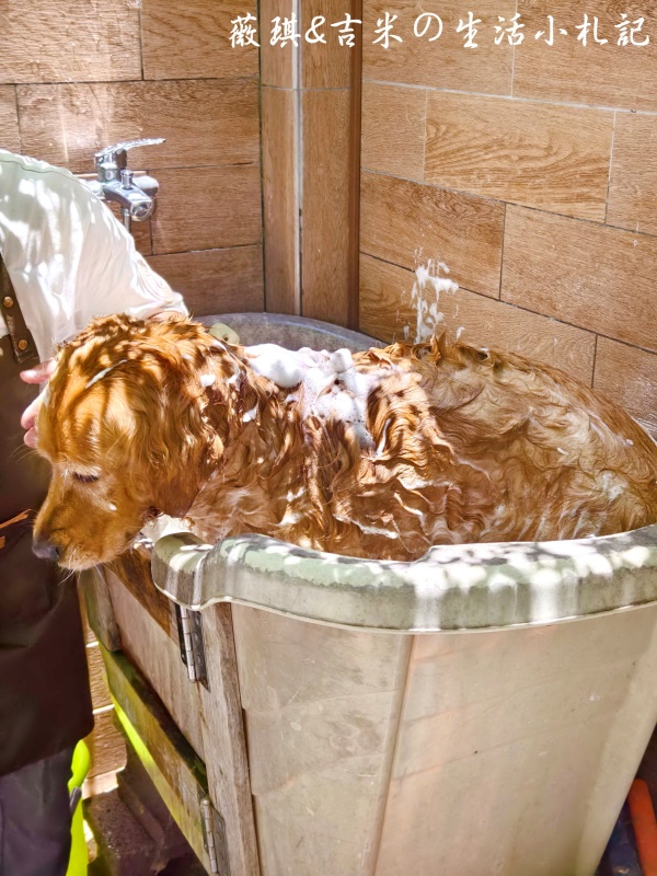 苗栗西湖┃獵犬不打獵鄉林小食光。想嚕狗勾，這邊有九隻大金毛等你來喔!