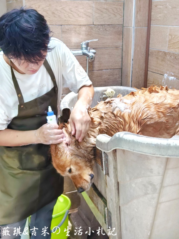 苗栗西湖┃獵犬不打獵鄉林小食光。想嚕狗勾，這邊有九隻大金毛等你來喔!