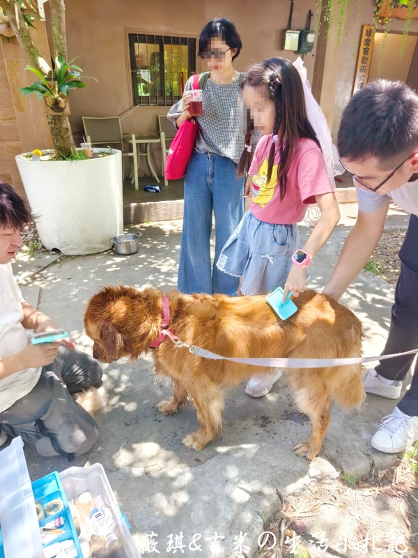 苗栗西湖┃獵犬不打獵鄉林小食光。想嚕狗勾，這邊有九隻大金毛等你來喔!
