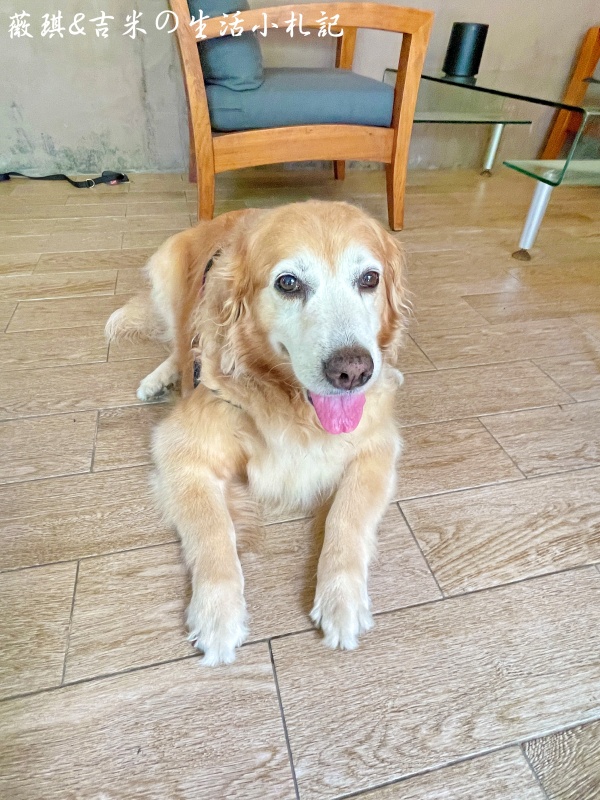 苗栗西湖┃獵犬不打獵鄉林小食光。想嚕狗勾，這邊有九隻大金毛等你來喔!